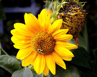 arboretum sunflower seeds