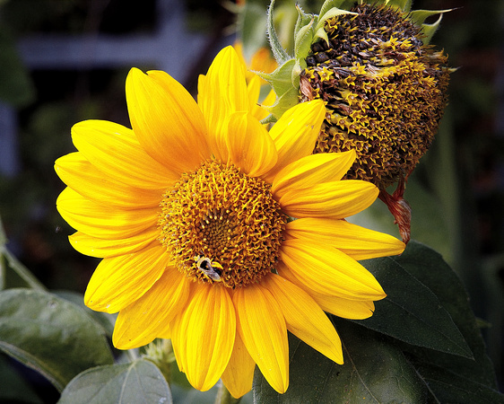 arboretum sunflower seeds