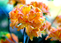 orange flower 1